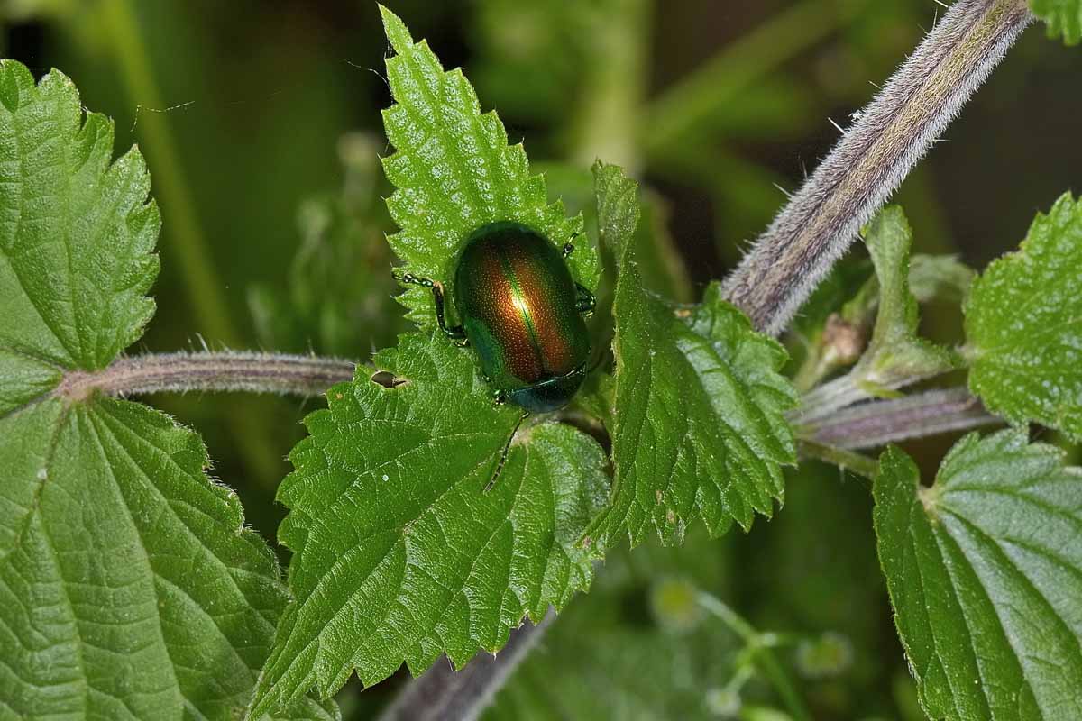 Chrysolina graminis, Chrysomelidae